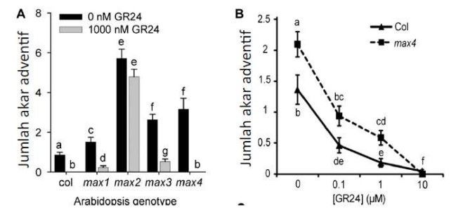 Beberapa Hormone Tumbuhan Telah Diketahui Berperan...