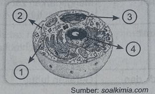 Perhatikan Gambar Berikut! Organel Sel Yang Berfun...