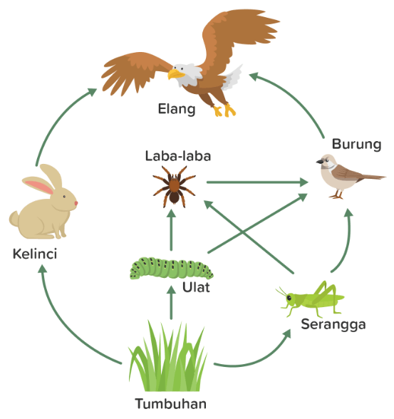 Perhatikan Jaring-jaring Makanan Berikut! Dari Jar...