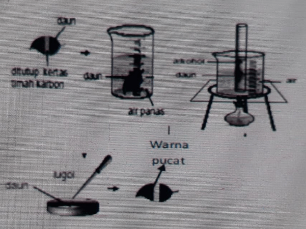 Perhatikan Gambar Di Bawah Ini! Dari Percobaan D...