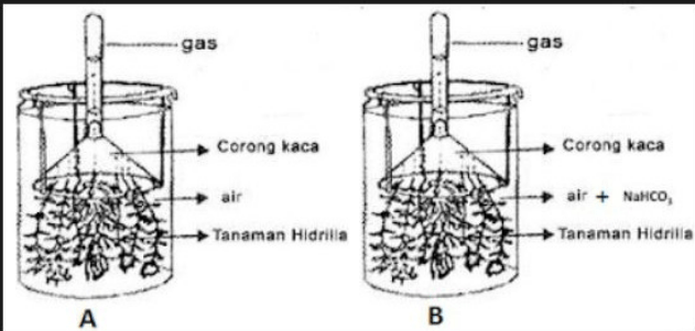 Perhatikan Gambar Percobaan Fotosintesis Berikut!