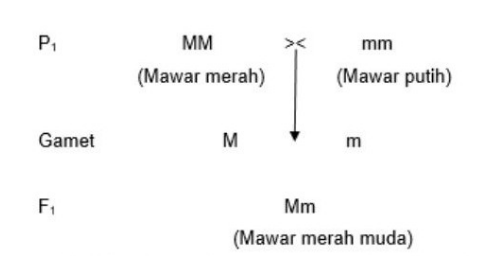 Perhatikan Bagan Persilangan Berikut! * P₁ Mm Mm