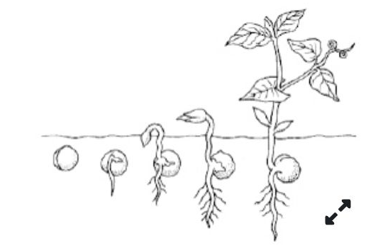 Perhatikan gambar berikut Proses tersebut terjadi...