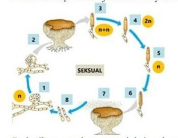 Perhatikan Reproduksi Jamur Ascomycota Multiselule