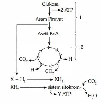 Perhatikan Skema Respirasi Aerob Di Bawah Ini! Da...