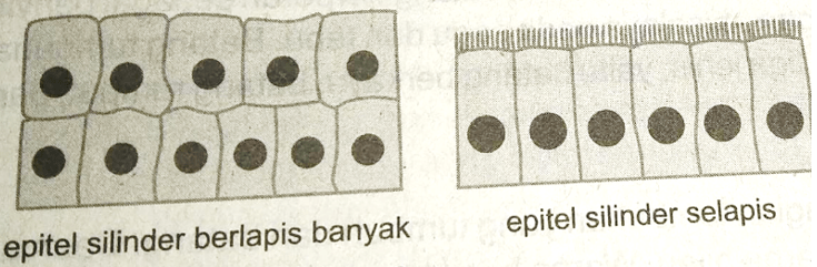 Perhatikan Gambar Jaringan Berikut! Di Mana Letak...