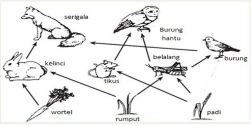 Perhatikan Jaring-jaring Makanan Berikut Ini: Jika...