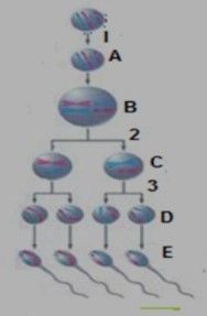 Perhatikan Tahap-tahap Spermatogenesis Berikut! B...