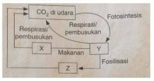 Perhatikan Siklus Karbon Berikut Berdasarkan Bagan...