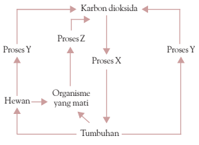 Berikut Adalah Gambar Siklus Karbon B. Karbon Akan...