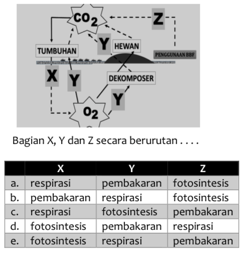 Berikut Ini Bagan Daur Karbon Dan Oksigen. Bagian ...