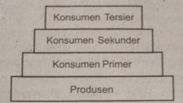 Perhatikan Piramida Ekologi Berikut! Jika Produsen...