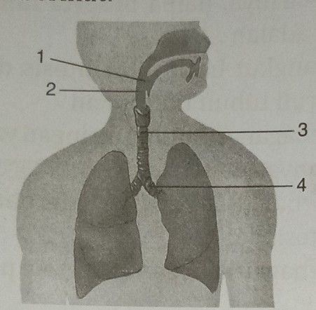 Perhatikan Gambar Sistem Organ Pada Manusia Beriku...